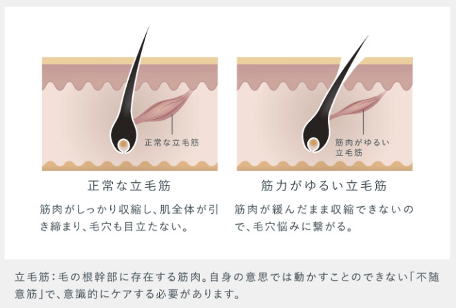 EMSで頭皮の筋肉・立毛筋を刺激