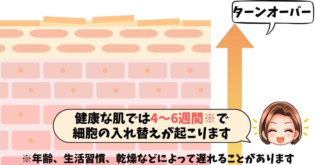 肌のターンオーバー